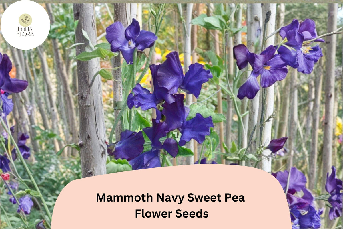 Mammoth Navy Sweet Pea Seeds | Climbing Flower Vine | Lathyrus odoratus | 50+ Untreated Seeds