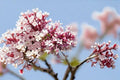10 Syringa microphylla Seeds – Littleleaf Lilac Shrub with Pink-Lavender Flowers, Fragrant, Pollinator-Friendly, for Gardens