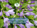 Live Hosta Plants – Bare Root “Purple Passion” Variety – Shade Perennial with Green Foliage – Easy to Grow & Hardy