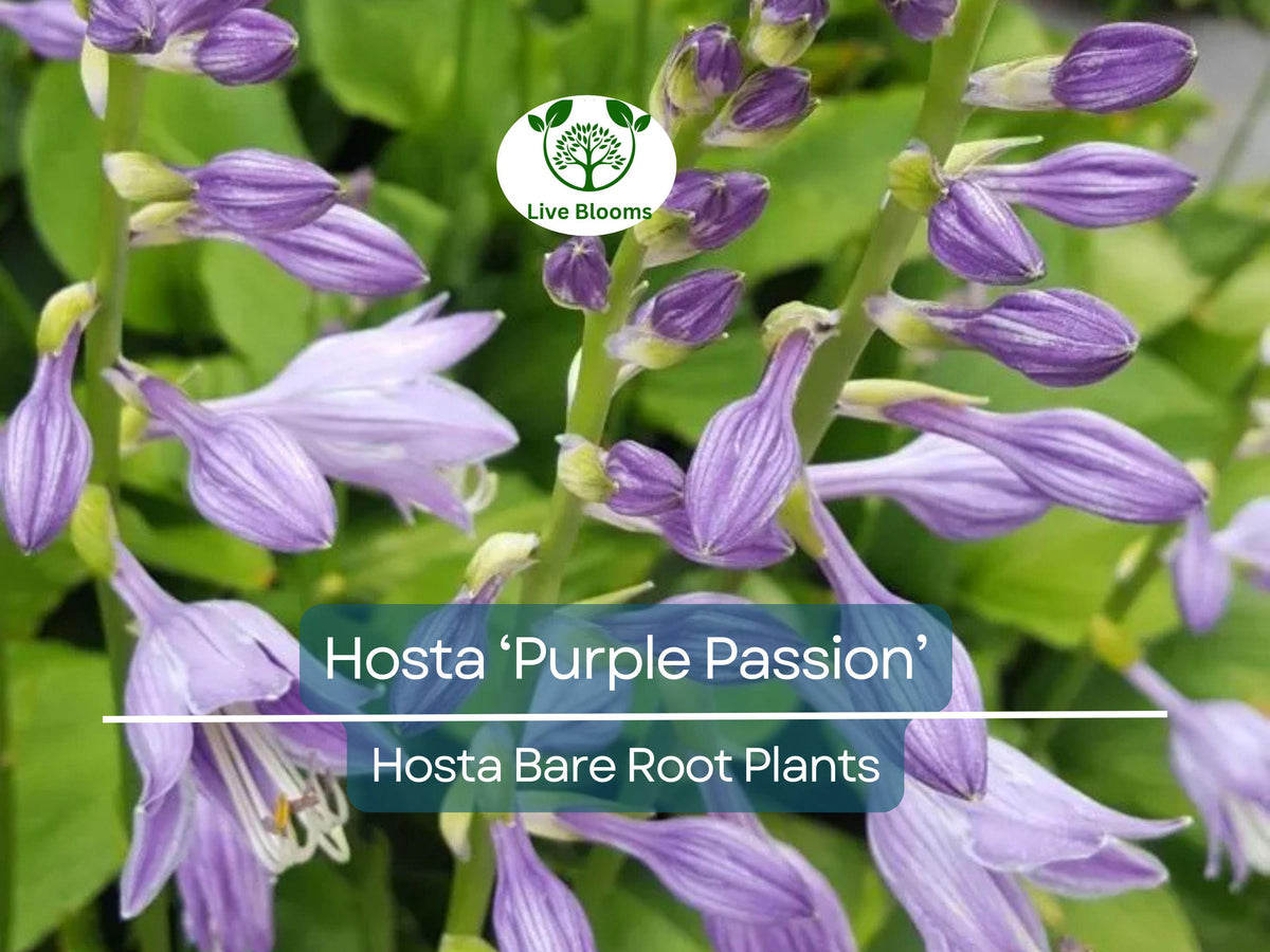 Live Hosta Plants – Bare Root “Purple Passion” Variety – Shade Perennial with Green Foliage – Easy to Grow & Hardy
