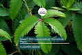 10 Seeds of Dwarf Sensitive Plant (Mimosa pudica) – Touch-Responsive Indoor Houseplant with Purple Flowers