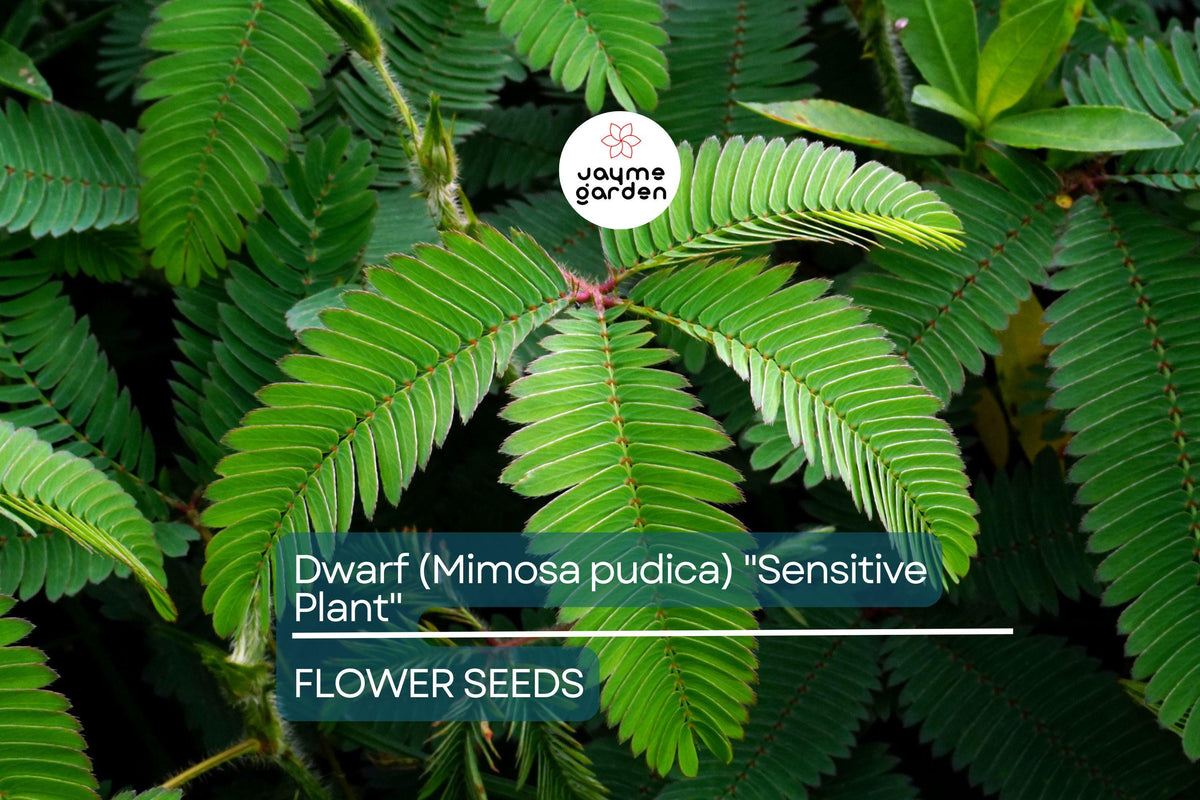 10 Seeds of Dwarf Sensitive Plant (Mimosa pudica) – Touch-Responsive Indoor Houseplant with Purple Flowers