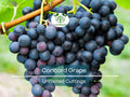 Organic Concord Grape Cuttings 12-Pack, Unrooted Vitis labrusca for Home Vineyard & Grape Growing