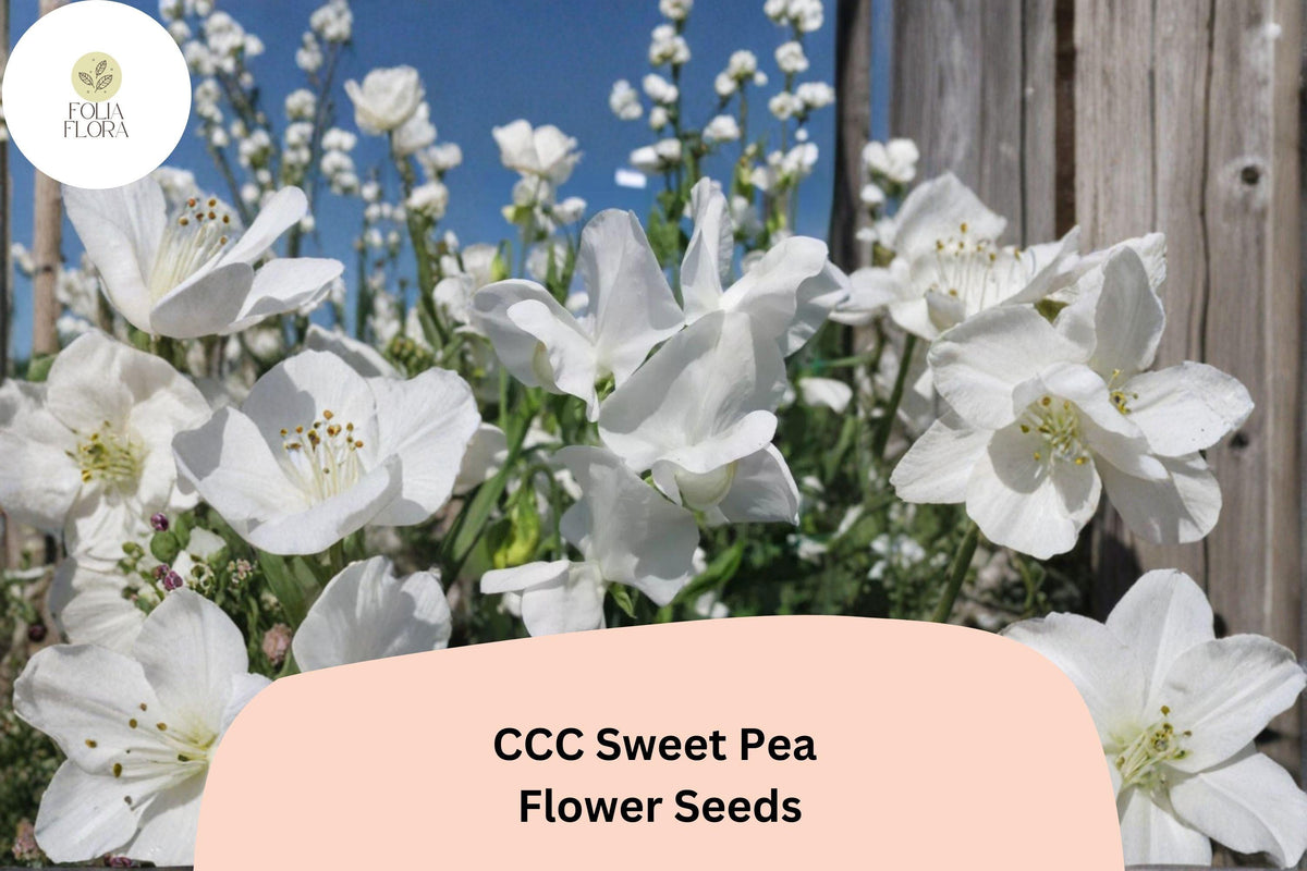 Sweet Pea Seeds, Lathyrus odoratus, Climbing Vine, Decorative White Flowers, Garden Planting (50+ Seeds)