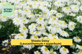 Shasta Daisy Plants – Leucanthemum × superbum – Set of 5 Bare Root Perennials with White Flowers for Garden Borders