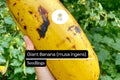 Giant Banana Seedling | Musa ingens | Rare Tropical Fruit Plant | Edible Fruit & Enormous Leaves