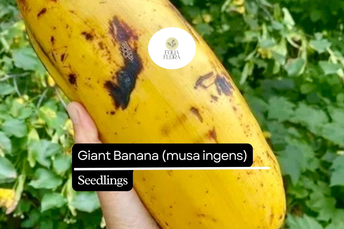 Giant Banana Seedling | Musa ingens | Rare Tropical Fruit Plant | Edible Fruit & Enormous Leaves