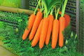 Scarlet Nantes Carrot Seeds – Heirloom French Variety, Bright Orange, Smooth Cylindrical Roots, Daucus carota subsp. sativus