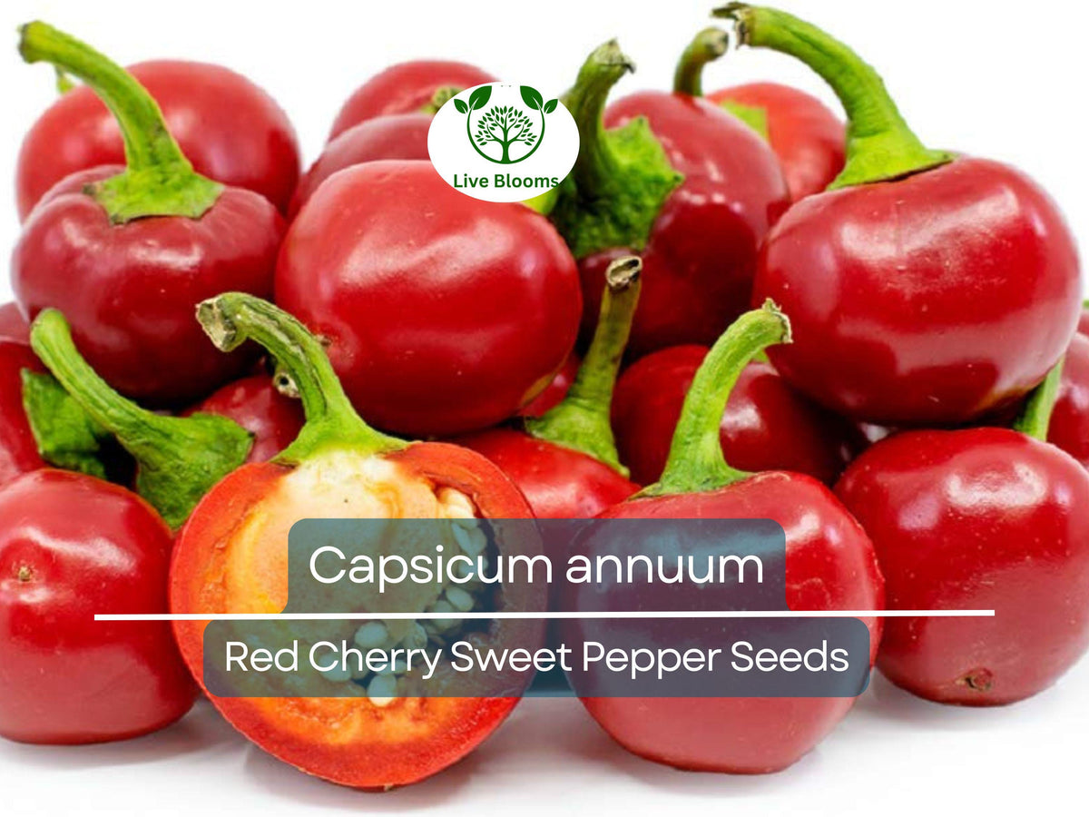 Red Cherry Sweet Pepper Seeds – 250mg, Capsicum annuum, Small Round, Heirloom, for Home Garden, Culinary Use, High Germination