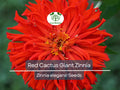Zinnia Elegans Red Cactus Giant Seeds – 100 Non-GMO Vibrant Garden Flowers for Cut Arrangements