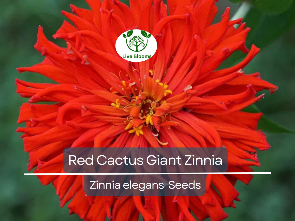 Zinnia Elegans Red Cactus Giant Seeds – 100 Non-GMO Vibrant Garden Flowers for Cut Arrangements