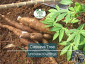 White Cassava Cuttings - Unrooted Manihot esculenta for Planting, Tapioca, Yuca, High-Quality Propagation, Root Crop, Tropical Gardening