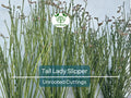 Unrooted Succulent Cuttings – Tall Lady Slipper (Pedilanthus) 3-12" – Unique Green Stems, Easy to Grow Indoor or Outdoor Plant