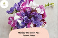 Sweet Pea Seeds - Melody Mix, Mixed Colors, Climbing Vine, Lathyrus odoratus, Garden Flower Seeds (50+ Seeds)