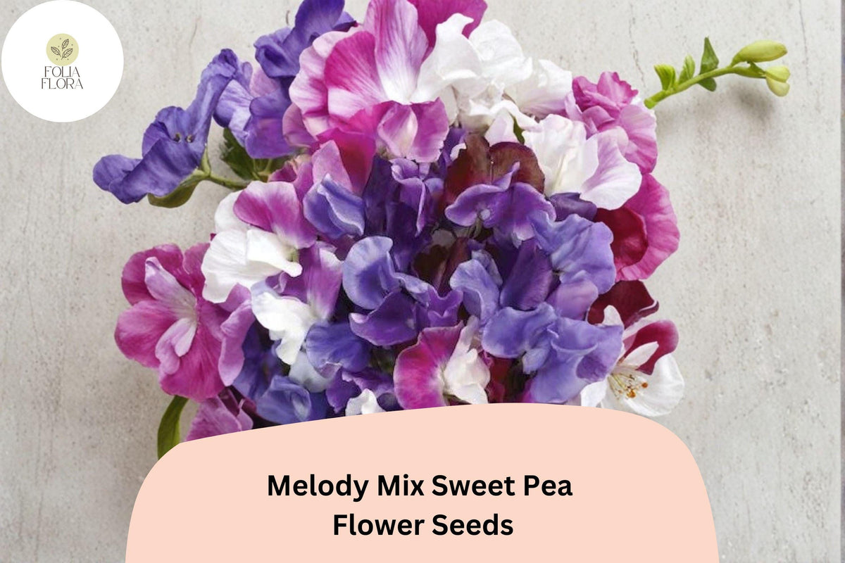Sweet Pea Seeds - Melody Mix, Mixed Colors, Climbing Vine, Lathyrus odoratus, Garden Flower Seeds (50+ Seeds)