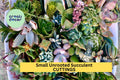 Succulent Cuttings Pack | 10 Assorted Unrooted Succulents for Terrariums, DIY Projects, Mini Gardens | Mixed Varieties