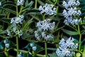 Eastern Bluestar Seeds – Native Perennial Wildflower with Pale Blue Spring Blooms – Amsonia tabernaemontana, 10 Seeds