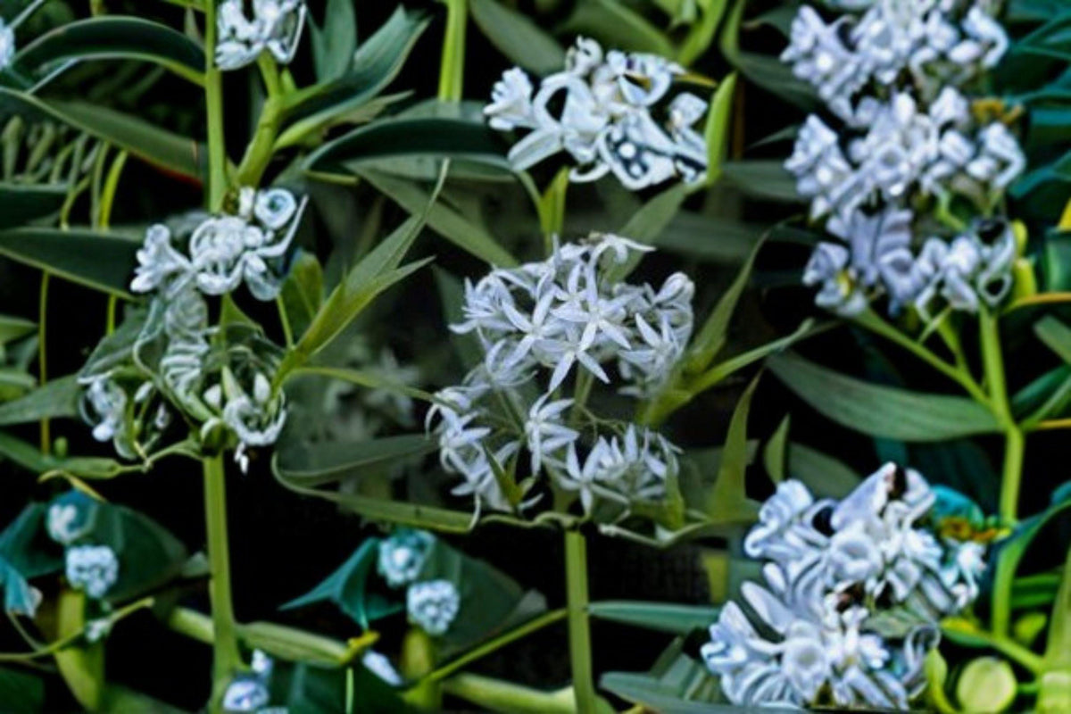 Eastern Bluestar Seeds – Native Perennial Wildflower with Pale Blue Spring Blooms – Amsonia tabernaemontana, 10 Seeds