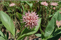 Showy Milkweed Seeds – Asclepias speciosa – Monarch Butterfly Host Plant – Native Perennial Wildflower for Pollinator Gardens