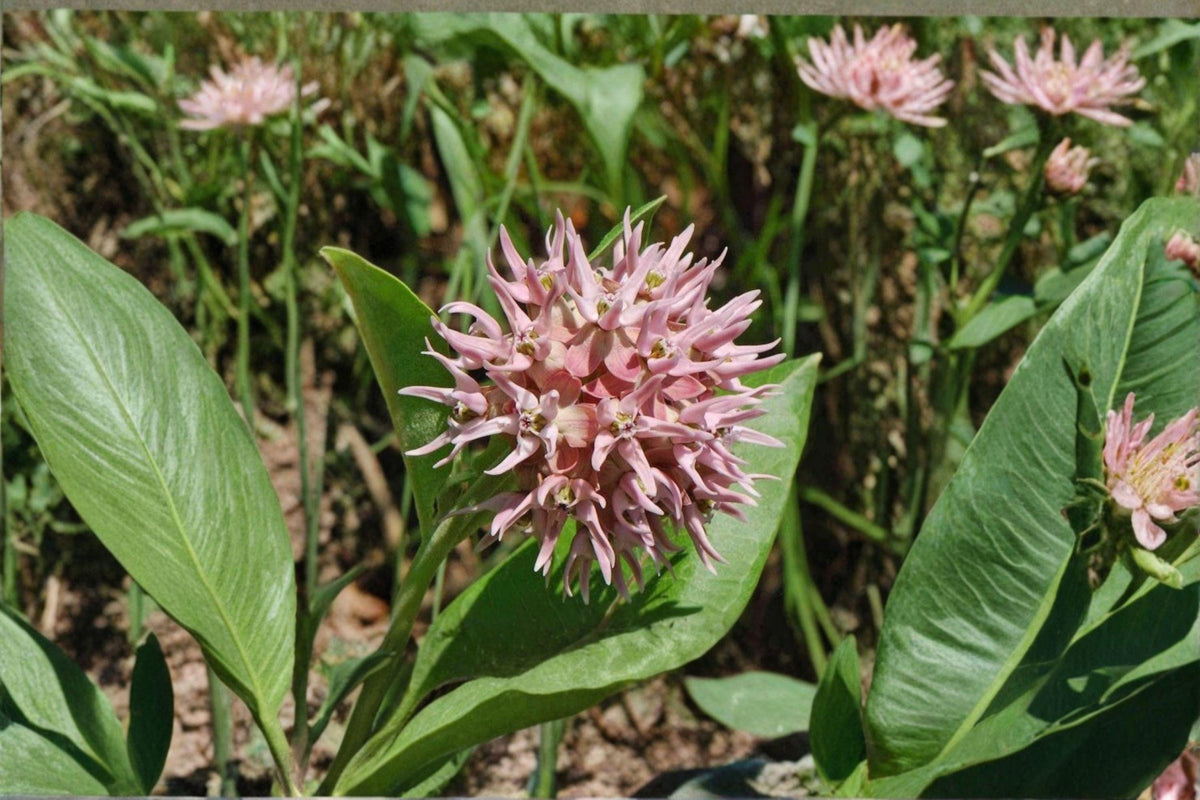 Showy Milkweed Seeds – Asclepias speciosa – Monarch Butterfly Host Plant – Native Perennial Wildflower for Pollinator Gardens