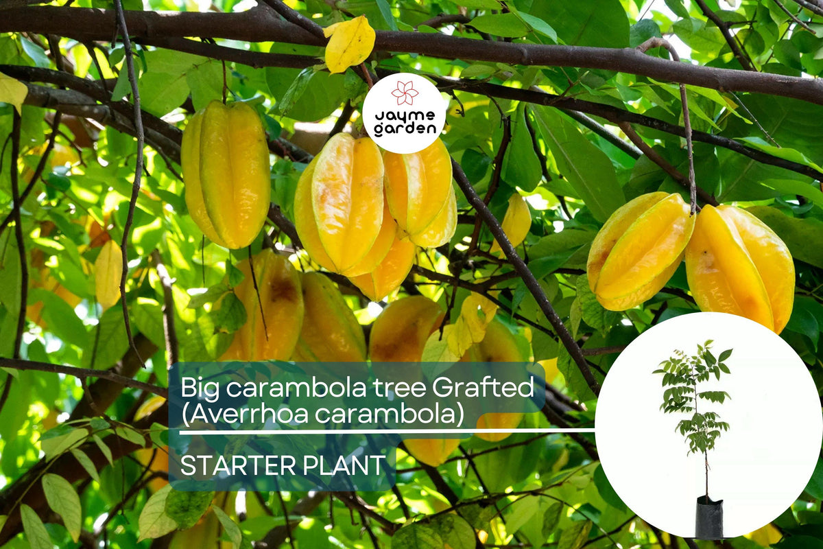 Grafted Carambola Tree 2-3 ft | Tropical Starfruit Tree | Averrhoa carambola | Edible Ornamental Fruit Tree