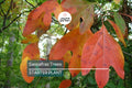 Set of 2 Sassafras Trees – Live Bare Root 1-2 Ft Tall, Aromatic Leaves, Fast Growing, Landscaping, Deciduous Tree Sassafras albidum