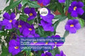 Thunbergia Erecta King’s Mantle Cuttings – 7 Purple Flowering Shrubs, Climbing Perennials, Fast-Growing Garden Plants, USDA Zones 9-11