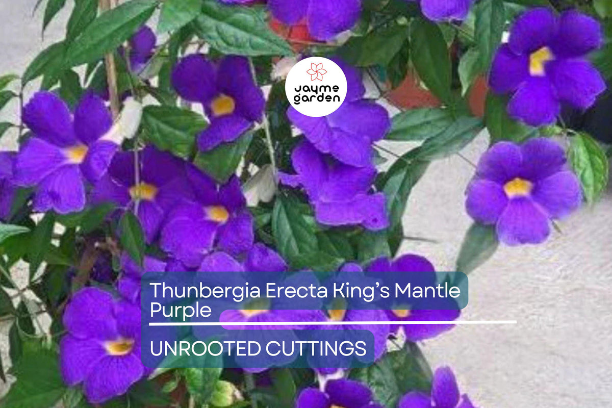 Thunbergia Erecta King’s Mantle Cuttings – 7 Purple Flowering Shrubs, Climbing Perennials, Fast-Growing Garden Plants, USDA Zones 9-11