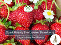 10 Ozark Beauty Everbearer Strawberry Bare Root Plants – Fragaria × ananassa, Heirloom, Sweet, Hardy, Fruit Garden Starter