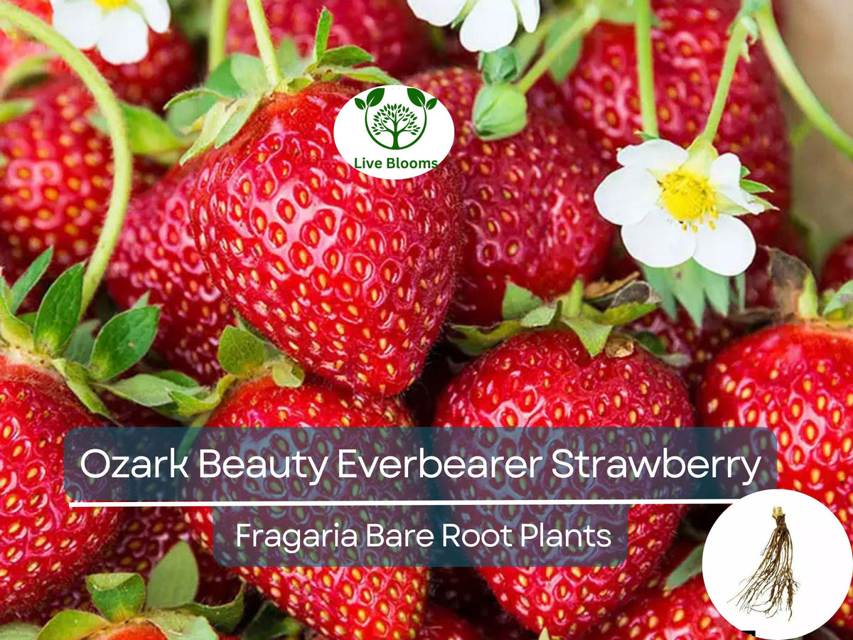 10 Ozark Beauty Everbearer Strawberry Bare Root Plants – Fragaria × ananassa, Heirloom, Sweet, Hardy, Fruit Garden Starter
