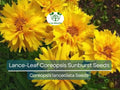 100 Seeds Lance-Leaf Coreopsis Sunburst Wildflower Perennial Native to North America, Bright Yellow Flowers, Non-GMO