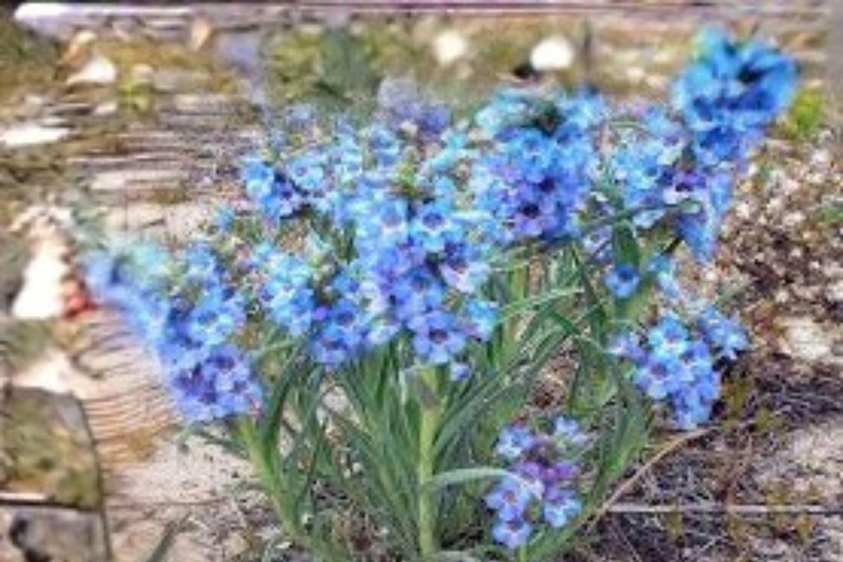 Penstemon angustifolius Seeds – 100 mg Native Wildflower for Pollinator Gardens, Blue Violet Blooms