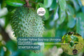 Golden Yellow Soursop Tree - Live Annona muricata, Tropical Fruit Tree, Juicy, Nutritious Fruit, Easy Care, 10”-20” Seedling