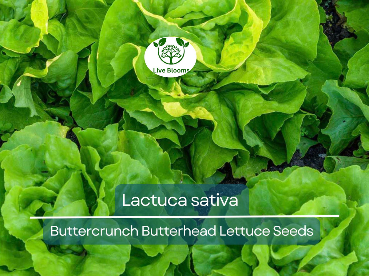 700 Seeds Buttercrunch Butterhead Lettuce Seeds – Lactuca sativa Heirloom, Tender, Sweet, Bolt-Resistant for Gardening & Fresh Salads