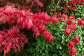 Burning Bush Euonymus alatus Bare Root Shrubs – 2 Live Plants, Red Fall Foliage, Ornamental Deciduous Shrubs for Landscaping