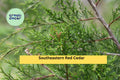 Southeastern Red Cedar Trees Set of 3 Live Bare Root Saplings | Juniperus virginiana var. silicicola Native Evergreen Seedlings