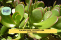 Kalanchoe thyrsiflora Cutting | Paddle Plant Succulent | Unrooted 12-Inch Stem | Rosette Form | Indoor & Outdoor Gardening