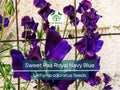 Sweet Pea Seeds – Royal Navy Blue Fragrant Climbing Vine – Lathyrus odoratus Non-GMO Heirloom Flowers