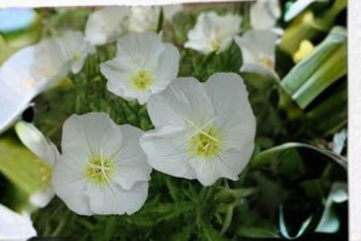 100 Pale Evening Primrose Seeds – Drought Tolerant Wildflower – White Blooms – Oenothera pallida, Native Perennial Plant