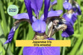 Light Purple Japanese Iris Iris ensata Live Bare Root Perennial Flowering Plant for Water Gardens and Borders