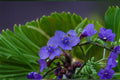 Western Spiderwort Seeds – 100 Pack, Native Perennial Wildflower, Purple Blooms, Tradescantia occidentalis