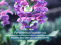 100 mg Penstemon Payettensis Seeds | Native Wildflower for Pollinator Gardens & Well-Drained Soils