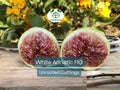 White Adriatic Fig Tree Unrooted Cuttings – Ficus carica, Rare Sweet White Fruit, Easy to Grow, Indoor/Outdoor Garden Plant