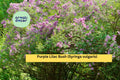5 Purple Lilac Bushes – Live Bare Root Syringa vulgaris Perennials for Garden Borders & Hedges