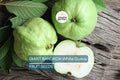 Giant Bangkok White Guava Seeds – Organic Non-GMO Tropical Fruit Tree, Psidium Guajava, Edible Sweet Guava for Indoor/Outdoor Growing