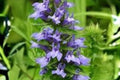 Lobelia siphilitica Seeds, Great Blue Lobelia, Native Wetland Perennial, Blue Flower Seeds for Rain Gardens & Pond Edges