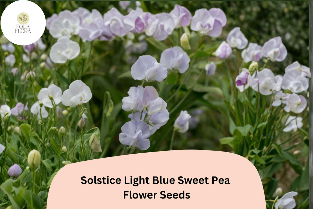 Solstice Light Blue Sweet Pea Seeds | Climbing Vine for Garden, Cut Flowers, Cottage Garden | Lathyrus odoratus