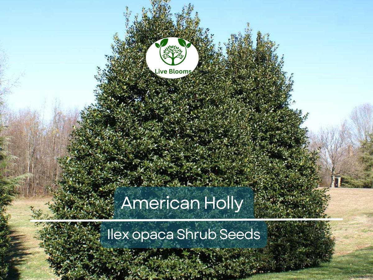 American Holly Seeds (Ilex opaca) – 30 Pack, Evergreen Shrub for Hedges, Privacy Screens, Landscaping, Winter Interest