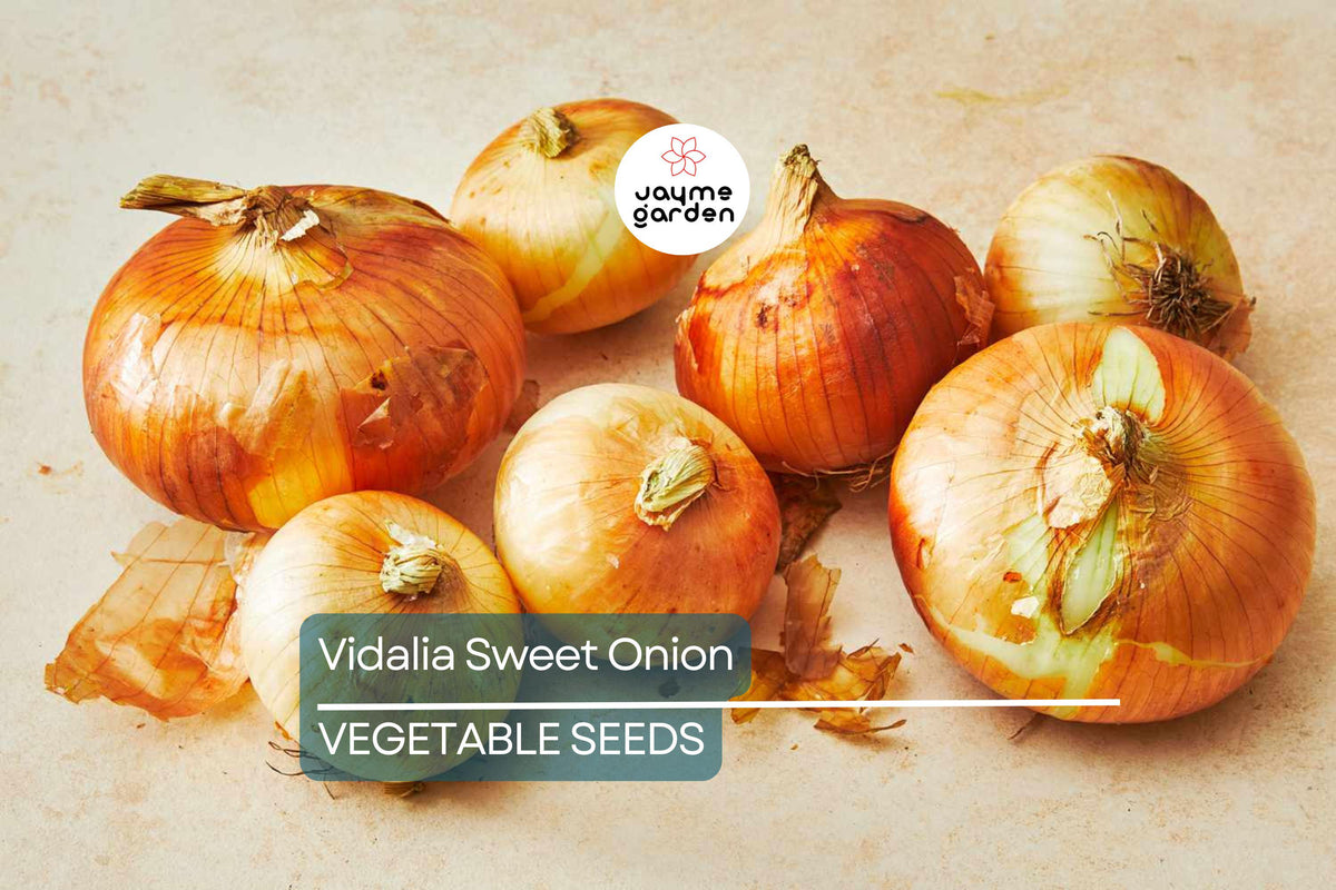 500 Treated Vidalia Sweet Onion Seeds | Non-GMO Heirloom | Early Grano Short-Day Variety | Allium cepa