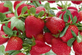 Seascape Strawberry Roots - Fragaria × ananassa Bare Root Fruit Plant for Garden, Container, and Bed Cultivation